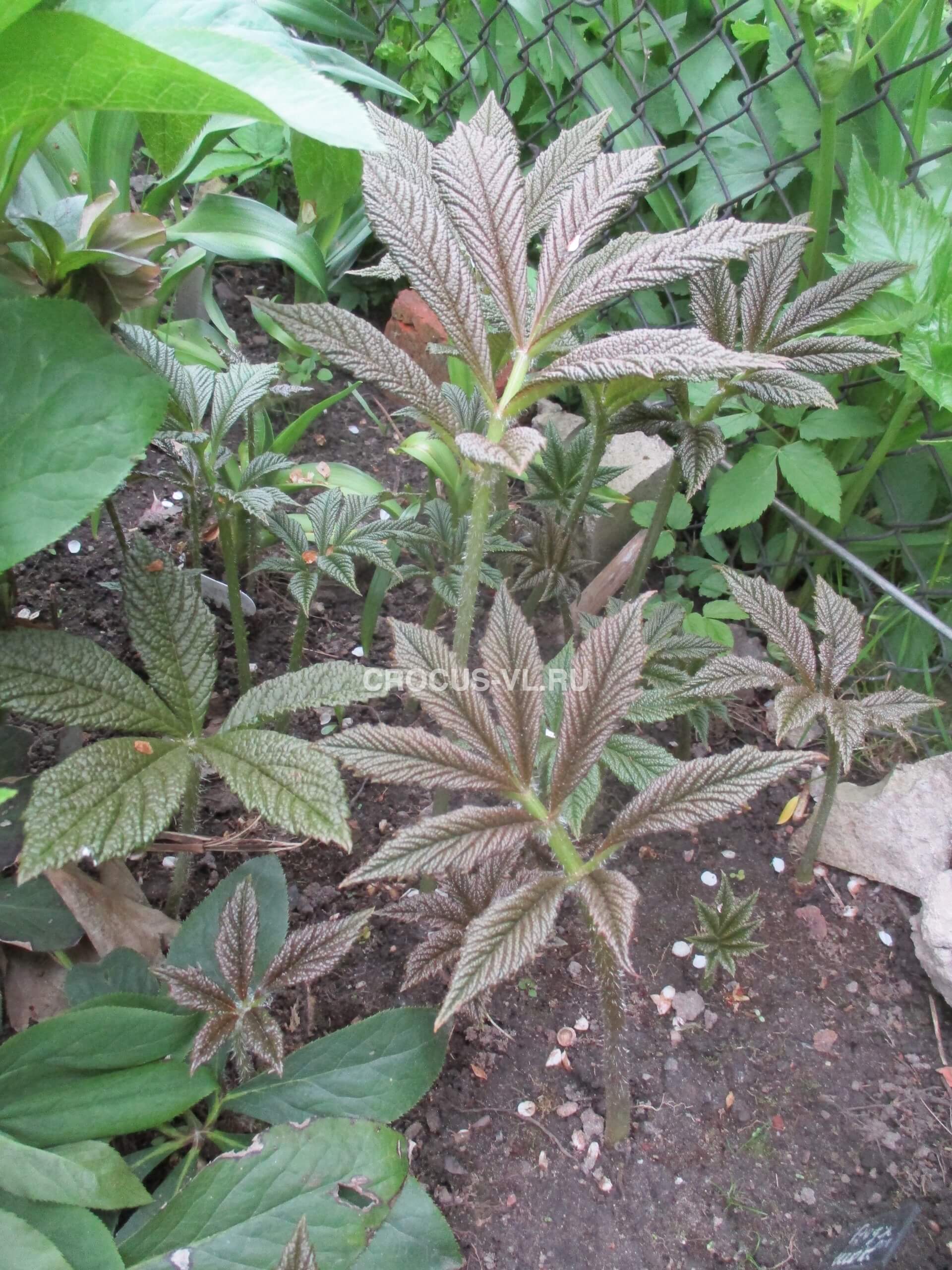 Роджерсия перистая «Die Schone»